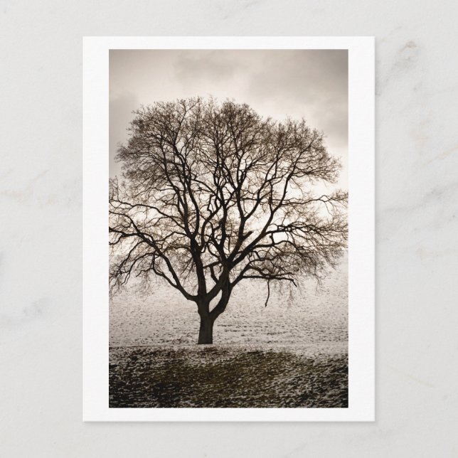 Cartão Postal frio e adorável (Frente)