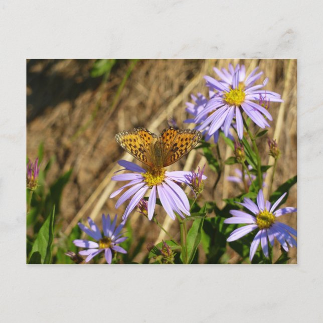 Cartão Postal Fritilária Hydaspe em Flores de Áster Roxo (Frente)