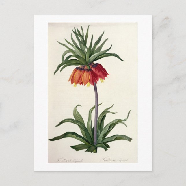Cartão Postal Fritillaria Imperialis, Les Lilacees, 1802- (Frente)