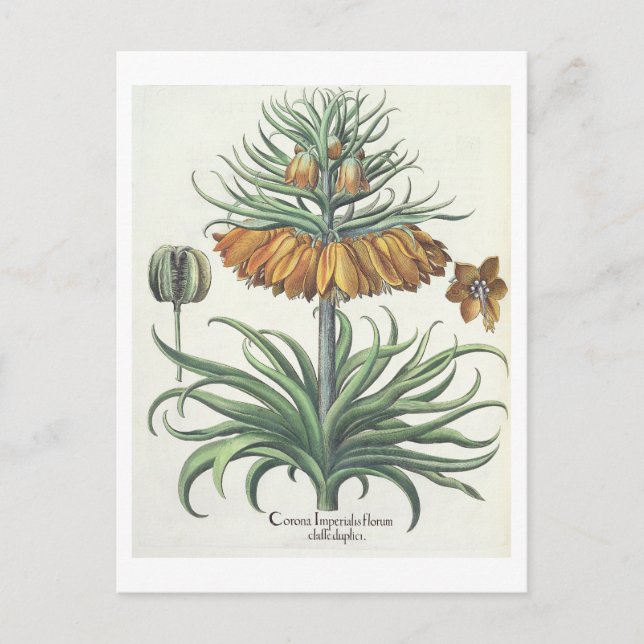 Cartão Postal Fritillary: Classe do florum de Imperialis da (Frente)