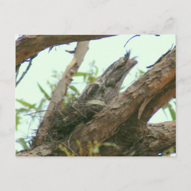 Cartão Postal frogmouth da coruja (Frente)