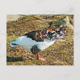 Cartão Postal Froose