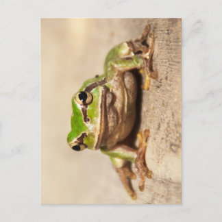 CARTÃO POSTAL FROSCH
