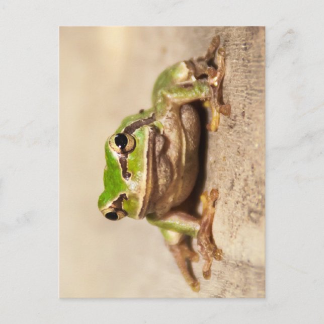 CARTÃO POSTAL FROSCH (Frente)