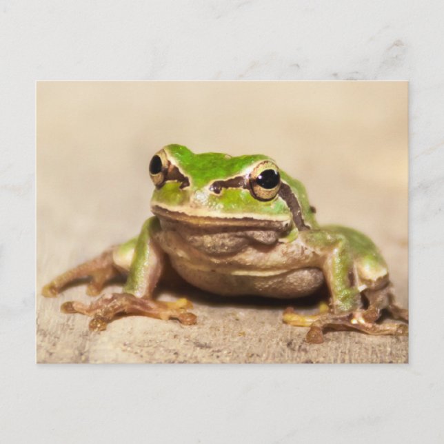 CARTÃO POSTAL FROSCH (Frente)