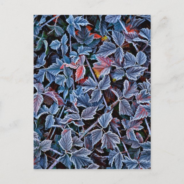 Cartão Postal Frost em folhas de outono, Oregon (Frente)