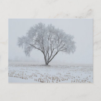 Cartão Postal Frost sobre uma árvore Solitário