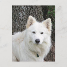 Cartão Postal Frosty