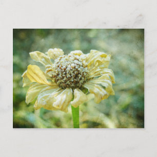 Cartão Postal Frosty Zinna