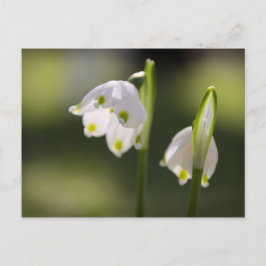 Cartão Postal Frühlingsboten bringen Glück em den Briefkasten