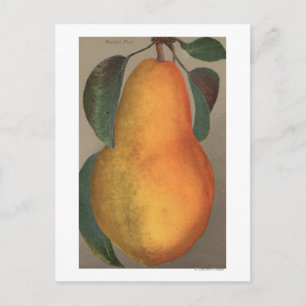Cartão Postal Fruta Cromo Lithógrafo de Bartlett Pear