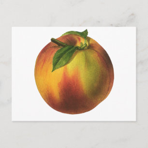 Cartão Postal Fruta de Comida, Pêssego Orgânico Elevado com Fo