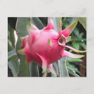 Cartão Postal Fruta de dragões