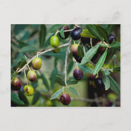 Cartão Postal Fruta de oliveira cultivada na árvore