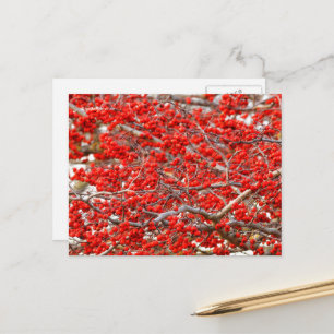 Cartão Postal Frutas da árvore de azevinho Bright Red Winterberr