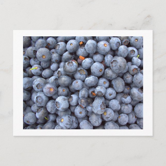 Cartão Postal frutas de mirtilo, foto tirada em uma fazenda de m (Frente)