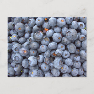 Cartão Postal frutas de mirtilo, foto tirada numa fazenda de mir