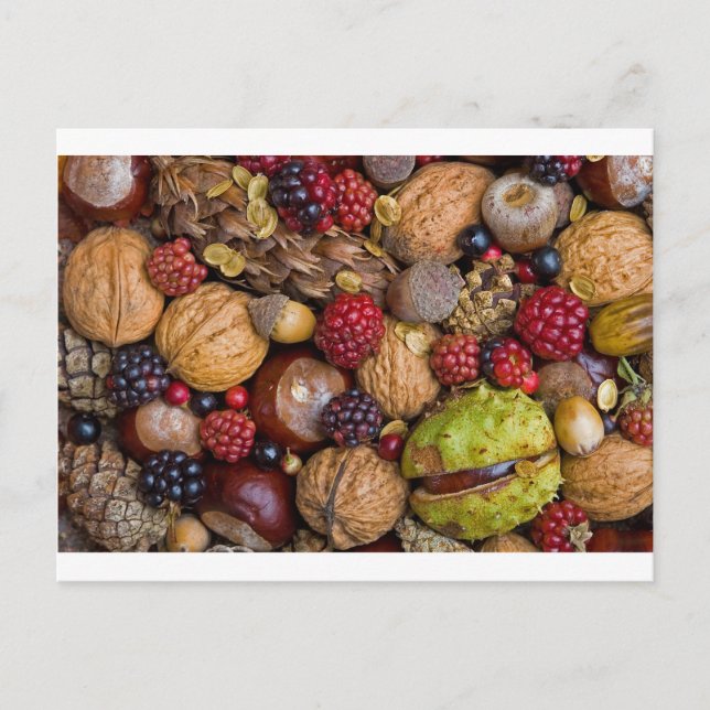 Cartão Postal Frutas de outono (Frente)