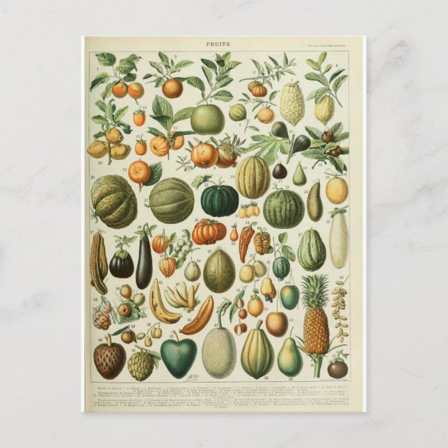 Cartão Postal Frutas do dicionário de ilustração (Frente)