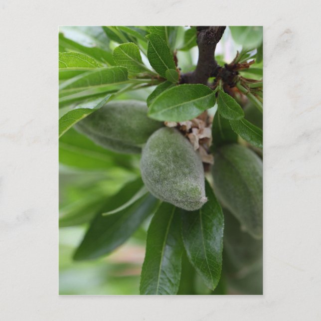 Cartão Postal Frutas verdes de uma árvore de amêndoa (Frente)