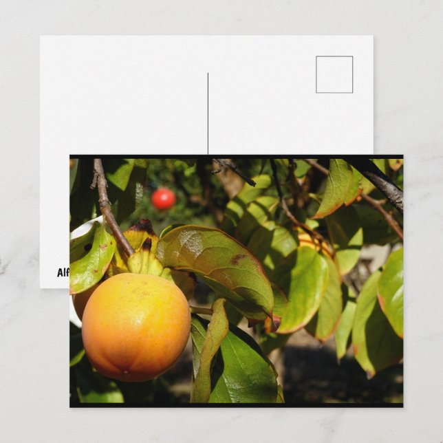 Cartão Postal Fruto de Caqui na Árvore (Frente/Verso)
