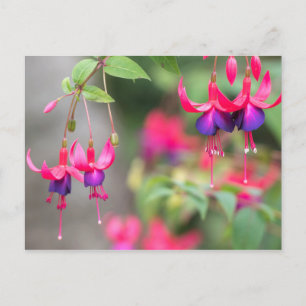 Cartão Postal Fuchsia Blossoms