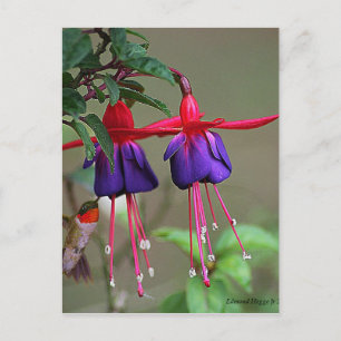 Cartão Postal Fuchsia e Hummingbird