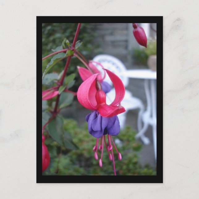 Cartão Postal Fuchsia em Ambleside [Cartão postal] (Frente)