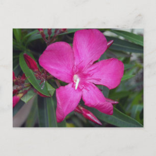 Cartão Postal Fucshia Oleander Photo