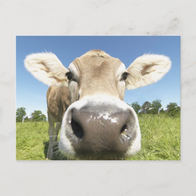 Cartão Postal Fuessen, Baviera, Alemanha (Frente)