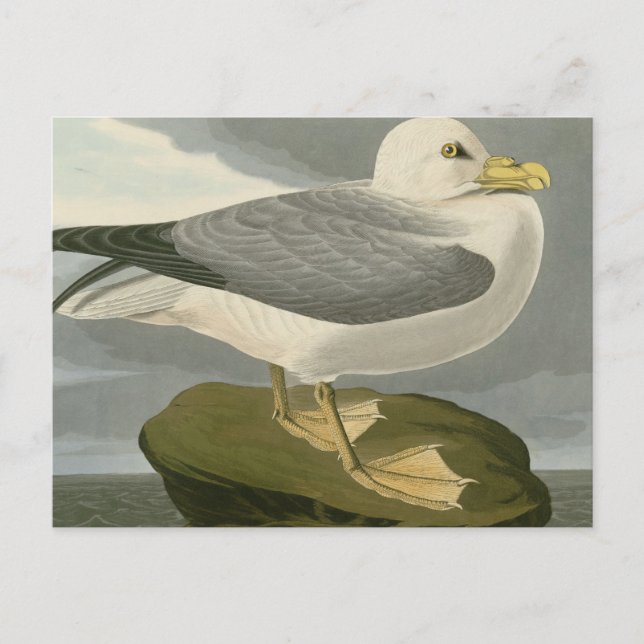 Cartão Postal Fulmar Petrel (Frente)
