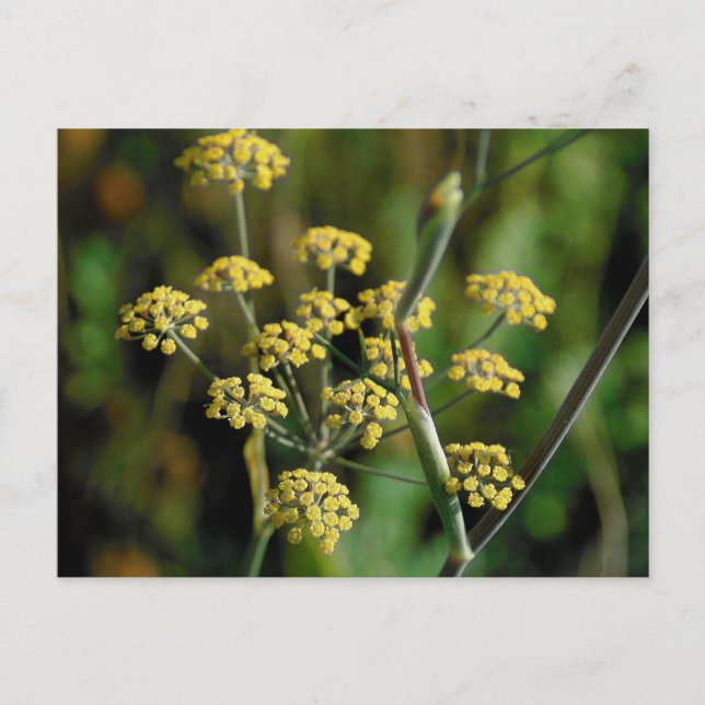Cartão Postal Funcho Blooming (Frente)
