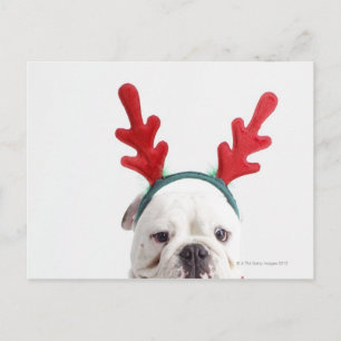 Cartão Postal fundo branco, buldogue branco masculino, vermelho