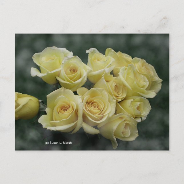 Cartão Postal Fundo com buquê Rosa Amarelo (Frente)