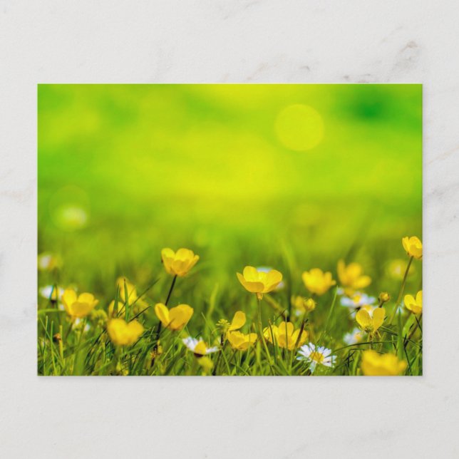 Cartão Postal Fundo das Flores de Mola (Frente)