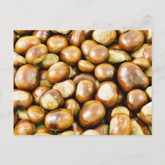 Cartão Postal Fundo de Conkers (Frente)