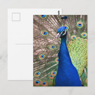 Cartão Postal Fundo de pena de pavão lindo