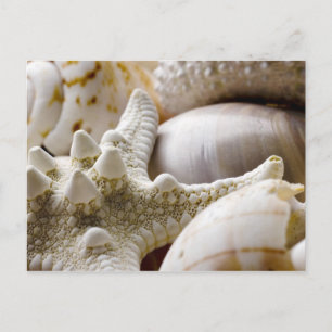 Cartão Postal Fundo de Starfish do Sea Shell - Prateleiras