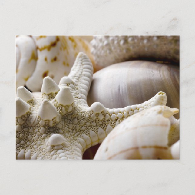 Cartão Postal Fundo de Starfish do Sea Shell - Prateleiras (Frente)
