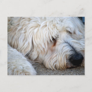 Cartão Postal Fundo Goldendoodle 
