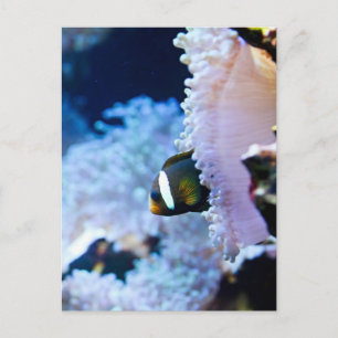 Cartão Postal Fundo subaquático