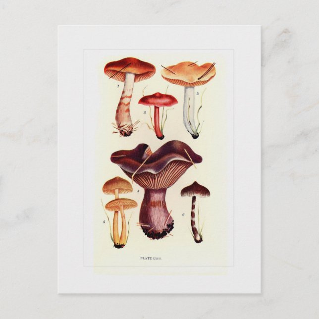 Cartão Postal Fungi (Frente)