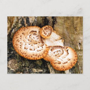 CARTÃO POSTAL FUNGI