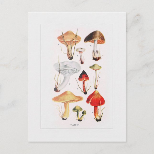 Cartão Postal Fungi (Frente)