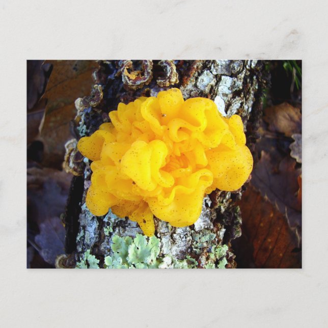 Cartão postal Fungi Tremella Mesenterica (Frente)