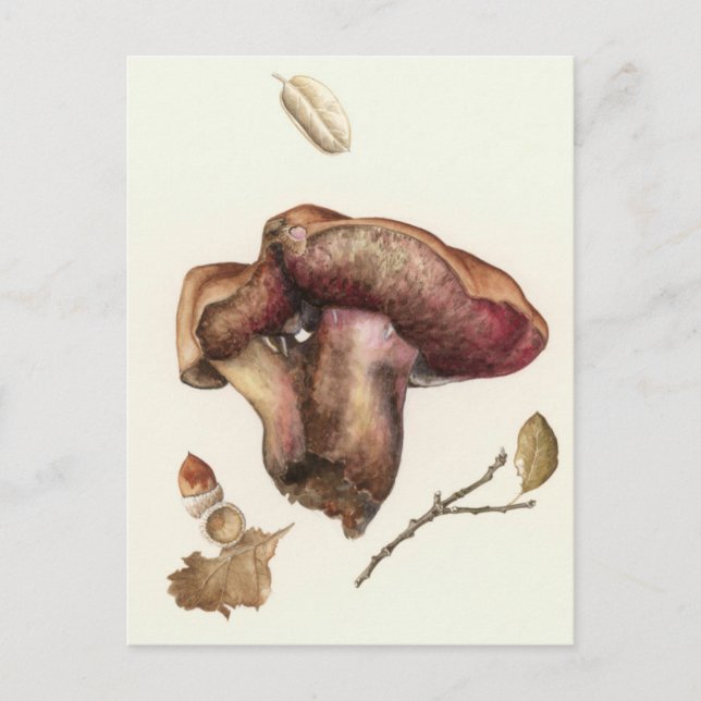 Cartão Postal Fungo (Frente)