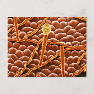 Cartão Postal Fungo do oídio pulverulento na poinsétia