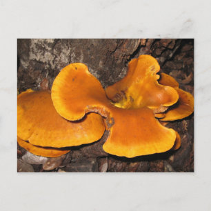 Cartão Postal Fungo Laranja