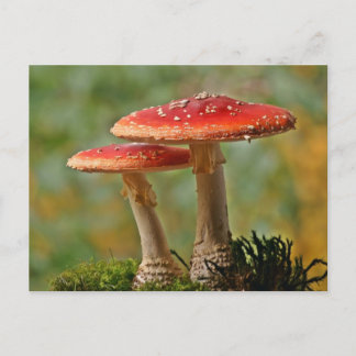 Cartão Postal Fungos de mosca