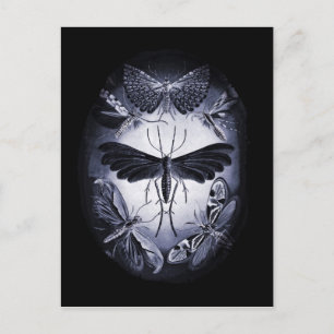 Cartão Postal Fungos Mães na Luz do Sol